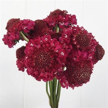 Scabious Raspberry Scoop
