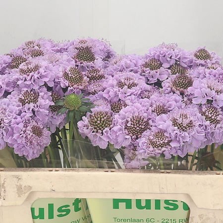 Scabious Royo
