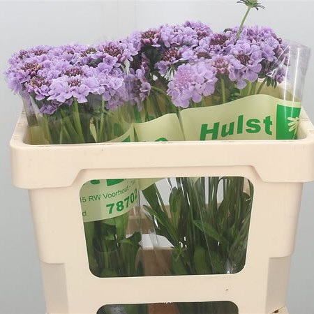 Scabious Royo