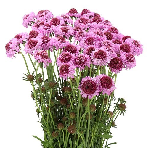 Scabious Saura