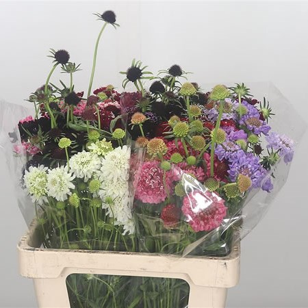 Scabious Scoop Mix