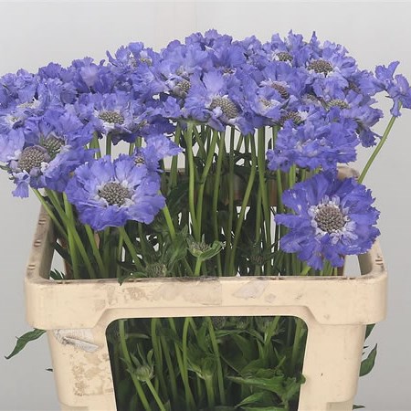 Scabious Stafa
