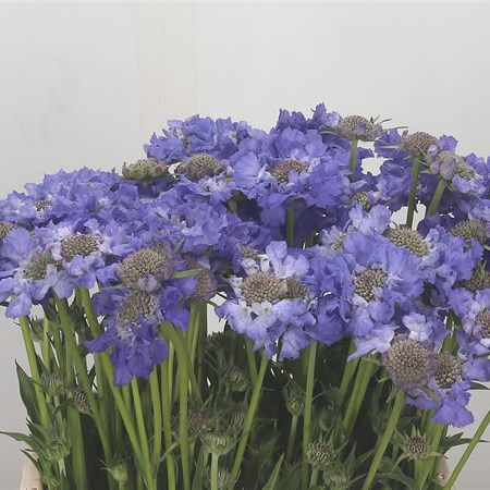 Scabious Stafa