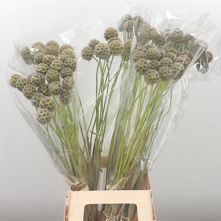 Scabious Stellata