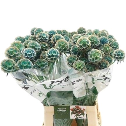 Scabious Stellata Dyed Blue