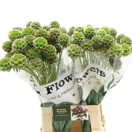 Scabious Stellata Dyed Green