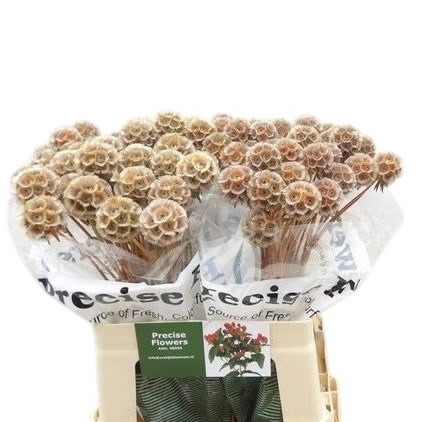 Scabious Stellata Dyed Orange