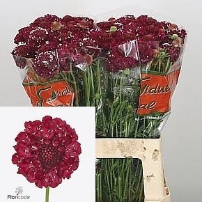 Scabious Strawberry Scoop