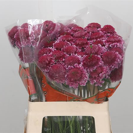 Scabious Sweet Scoop