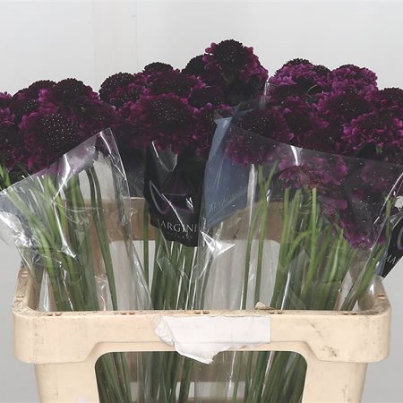 Scabious Velvet Scoop