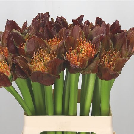 Scadoxus Orange Blitz