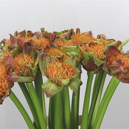 Scadoxus Orange Blitz