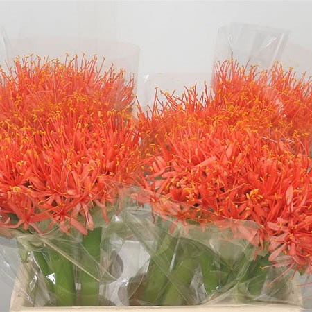 Scadoxus Orange Wonder