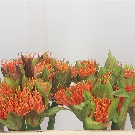 Scadoxus Orange Wonder