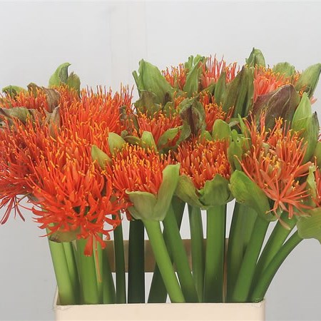 Scadoxus Orange Wonder