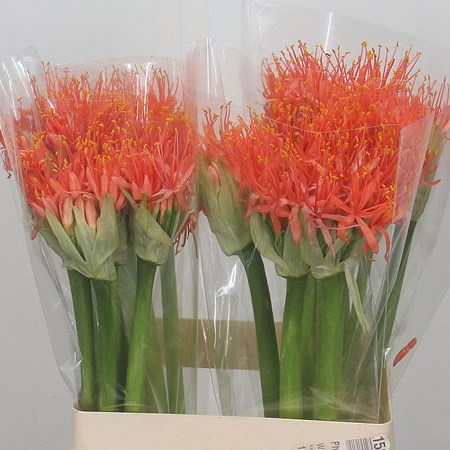Scadoxus Orange Wonder