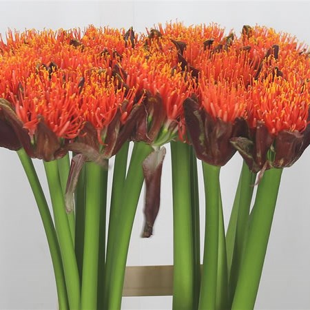Scadoxus Orange Wonder