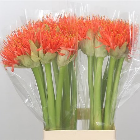 Scadoxus Orange Wonder