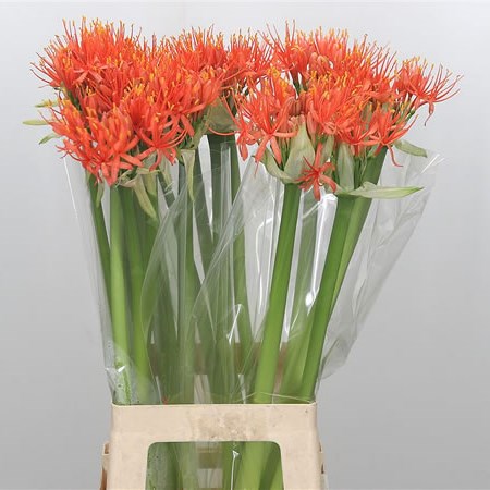 Scadoxus Orange Wonder