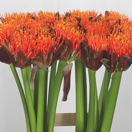 Scadoxus Orange Wonder
