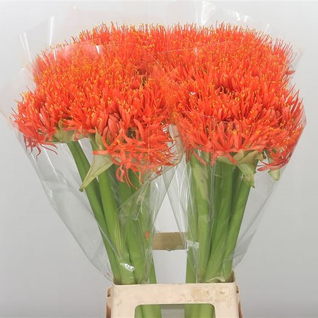 Scadoxus Orange Wonder