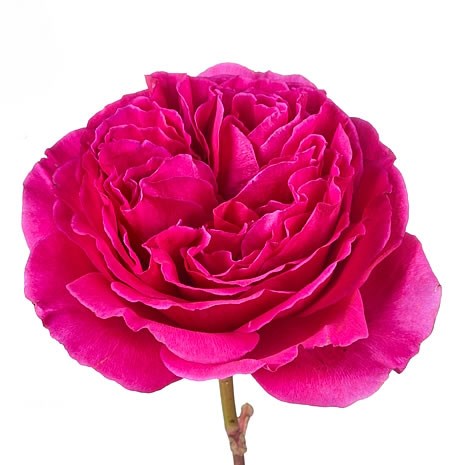 ROSE GARDEN PRINCESS KISHI