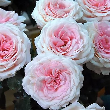 Rose Garden Mayra's Bridal Pink