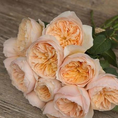 Rose juliet - David Austin
