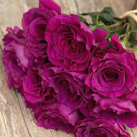 Rose mamy blue