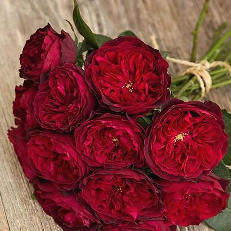 Rose Tess - David Austin