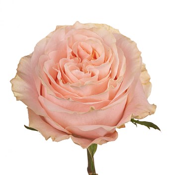 ROSE GARDEN PRINCESS CROWN