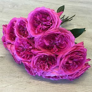 ROSE CAPABILITY - DAVID AUSTIN