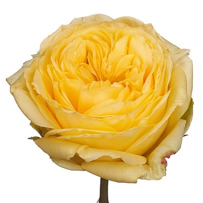 ROSE GARDEN CATALINA