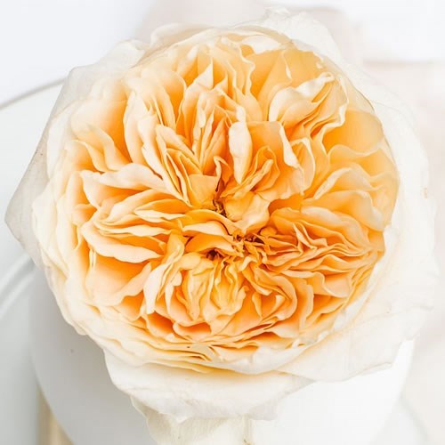 ROSE GARDEN EFFIE (DAVID AUSTIN)