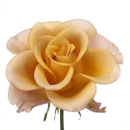 ROSE GARDEN HONEY COLORAMA