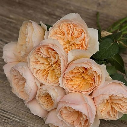ROSE GARDEN JULIET (DAVID AUSTIN)