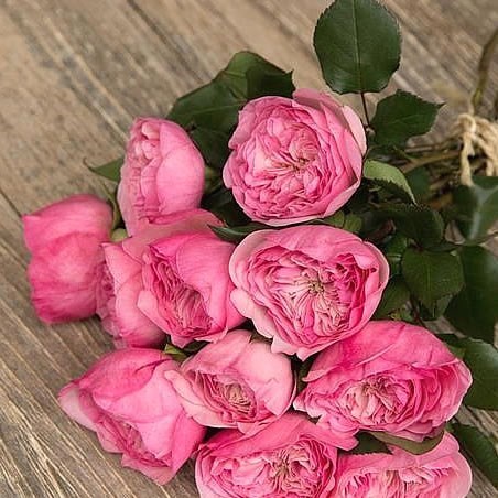 ROSE GARDEN MARIA THERESIA