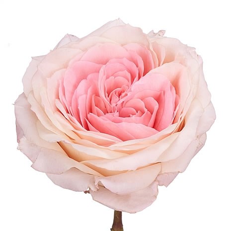 ROSE GARDEN MAYRA'S BRIDAL