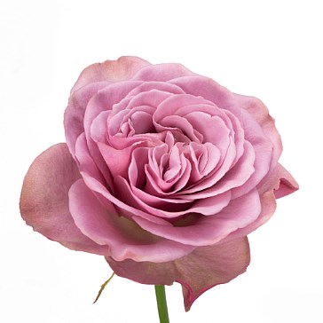 ROSE GARDEN MONT MARTRE