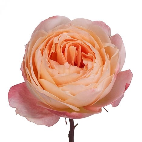ROSE GARDEN PRINCESS AIKO