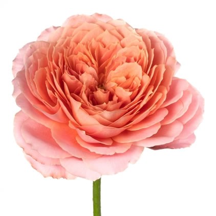 ROSE GARDEN ROMANTIK ANTIQUE