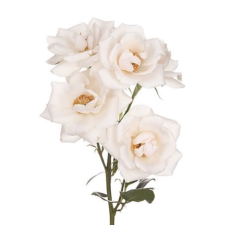 ROSE GARDEN SPRAY WHITE MAJOLICA