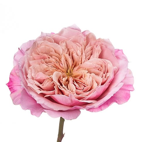 ROSE GARDEN WABARA MIYABI