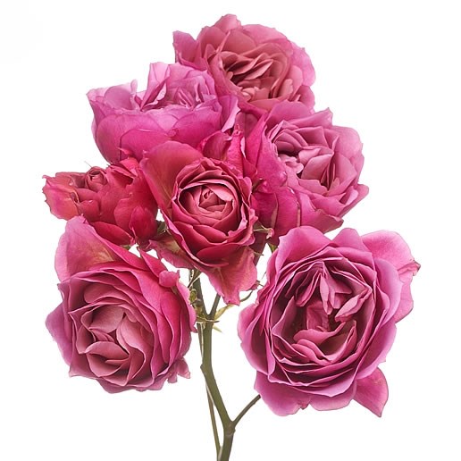 ROSE GARDEN WABARA SOLA