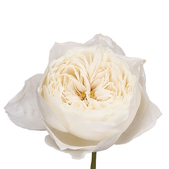 Garden ROSE GARDEN WHITE CLOUD 50cm | Wholesale Dutch Flowers