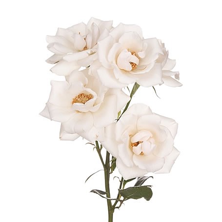 ROSE SPRAY GARDEN WHITE MAJOLICA