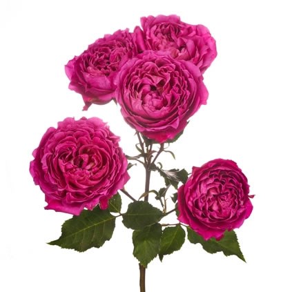 ROSE SPRAY GARDEN CERISE JULIETTA
