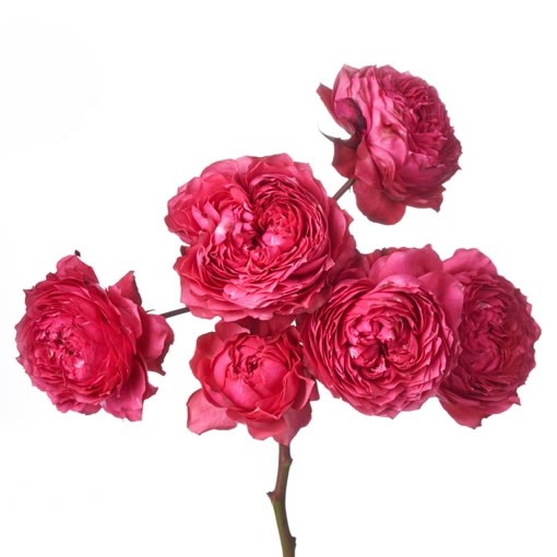ROSE SPRAY GARDEN JULIETTA RASPBERRY