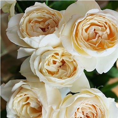Rose Garden Yves Piaget Cream