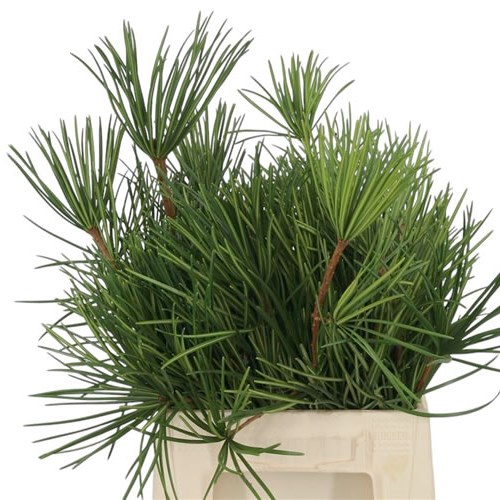 Sciadopitys Verticillata